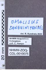 Etiketten zu Calais larvatus pini (NHMW-ZOO-COL-0010075)